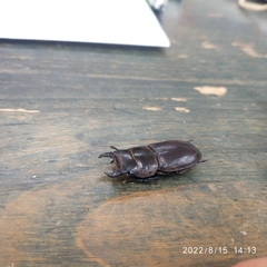 Serrognathus kyanrauensis