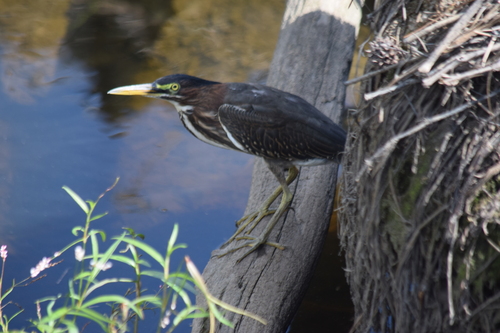 Green Heron photographed in Delaware