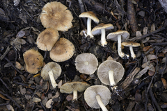 Inocybe luteobulbosa