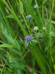Eryngium integrifolium