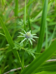 Eryngium integrifolium