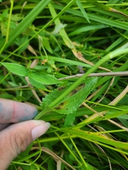 Eryngium integrifolium