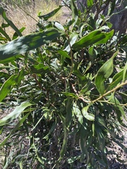 Acacia fasciculifera