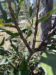 Acacia fasciculifera