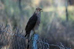 Accipiter cooperii