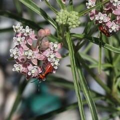 Oncopeltus fasciatus