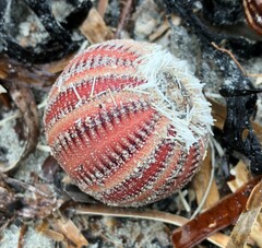 Amblypneustes formosus