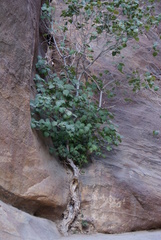 Ficus palmata