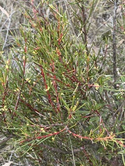 Hakea pachyphylla
