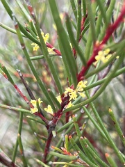 Hakea pachyphylla