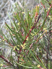Hakea pachyphylla
