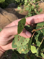 Phyllocoptes didelphis