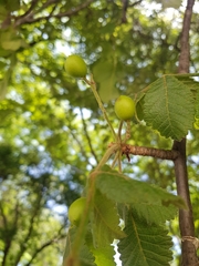 Bursera tomentosa