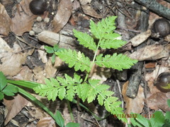 Sceptridium dissectum dissectum