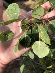 Phyllocoptes didelphis