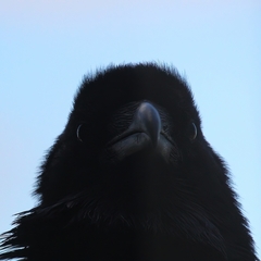 Corvus corax