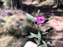 Boronia glabra