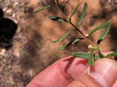 Boronia glabra