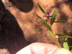 Boronia glabra