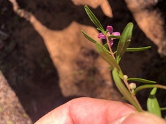 Boronia glabra