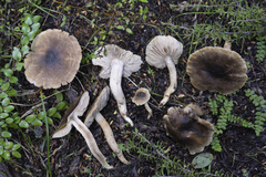 Pseudotricholoma