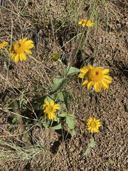 Lasianthaea podocephala