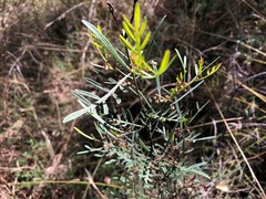 Dodonaea heteromorpha