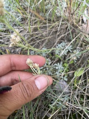 Antennaria rosea confinis