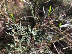 Dodonaea heteromorpha