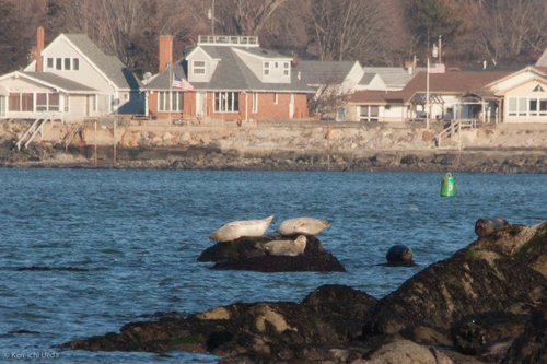 Harbor Seal photographed in Connecticut