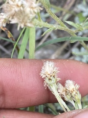 Antennaria rosea confinis