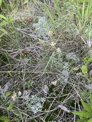 Antennaria rosea confinis