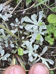 Antennaria rosea confinis
