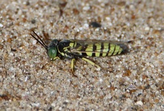 Microbembex monodonta