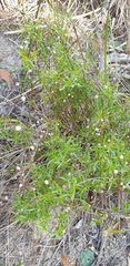 Ixodia achillaeoides