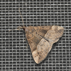 Hypena deceptalis