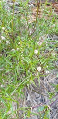 Ixodia achillaeoides