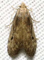 Aphomia sociella