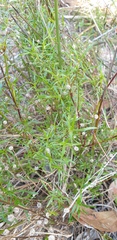 Ixodia achillaeoides