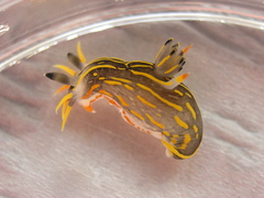 Polycera aurantiomarginata