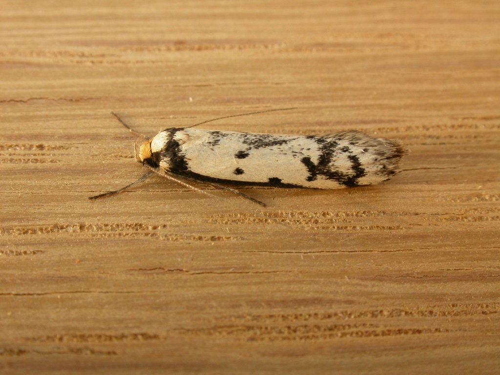 Philobota lysizona