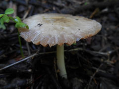 Pluteus albostipitatus