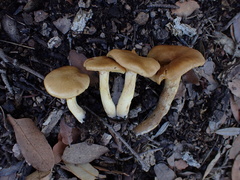 Leprocybe