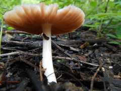 Pluteus albostipitatus