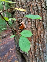 Magnoliopsida