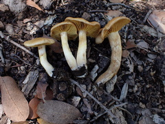 Leprocybe