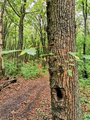 Magnoliopsida