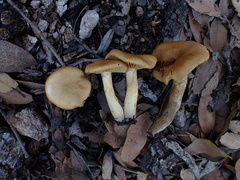 Leprocybe