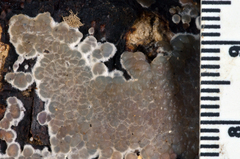 Pseudostypella nothofagi