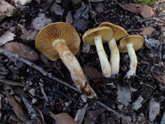 Leprocybe